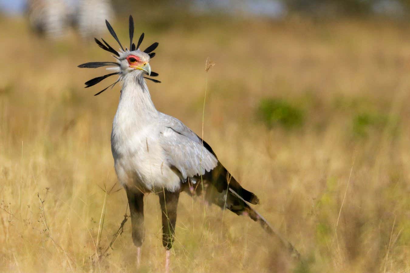 Secretarybird