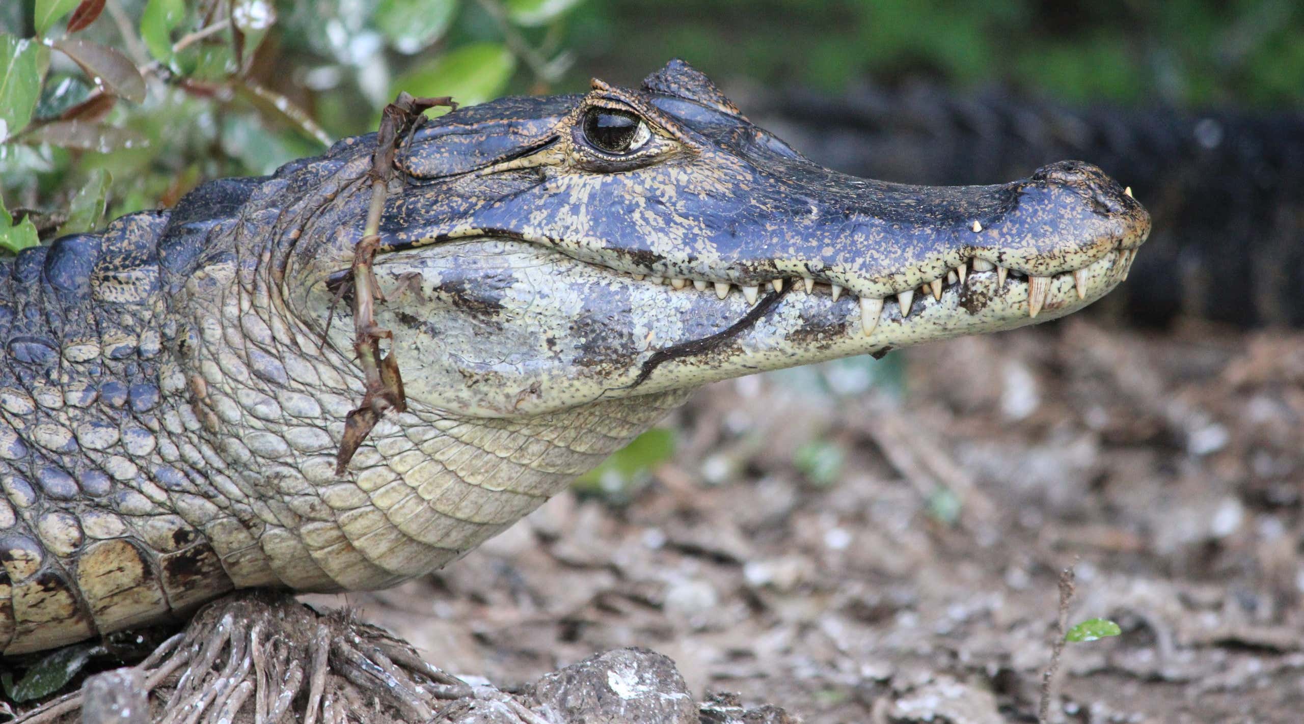 Caiman, located in the Pantanal, Brazil