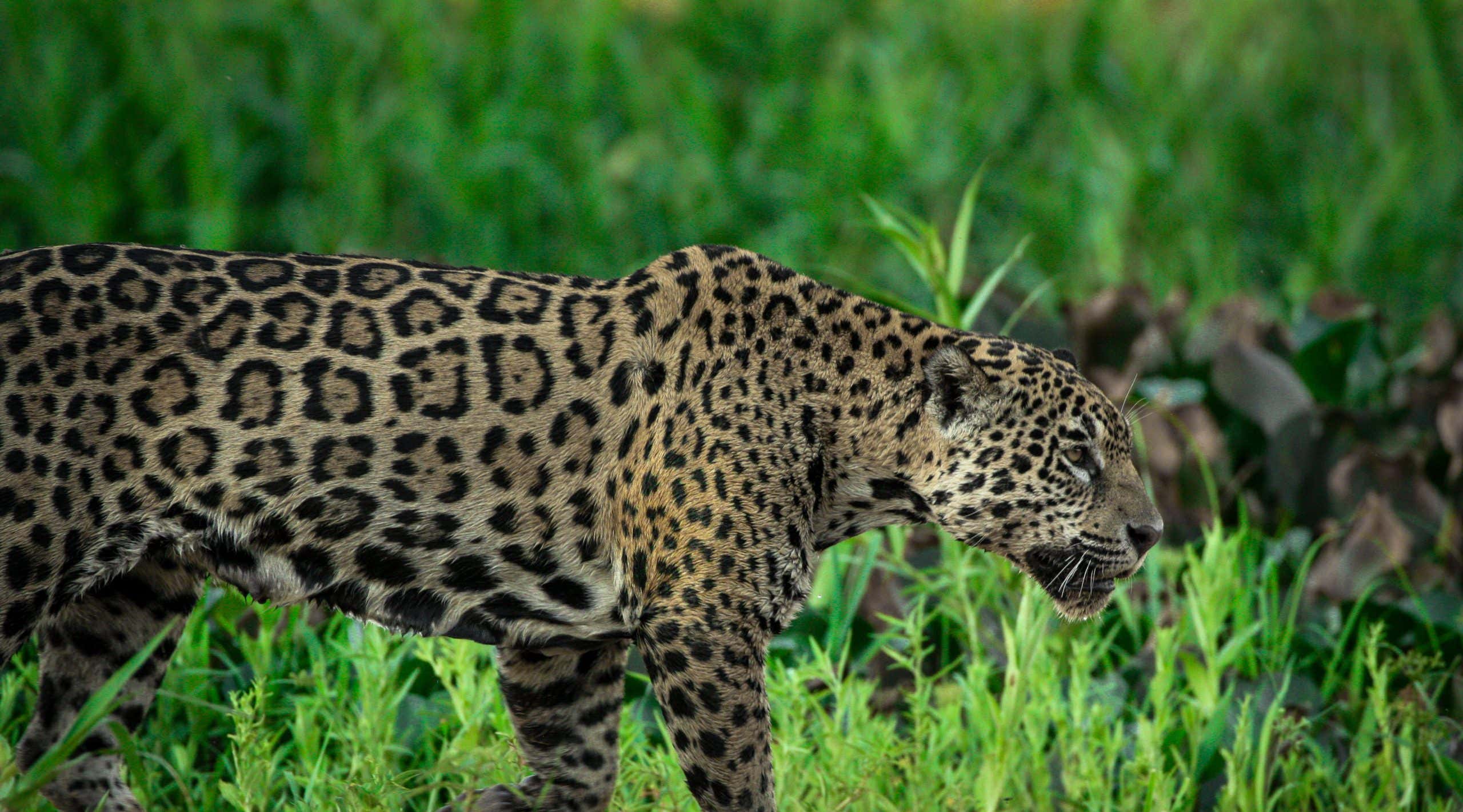 Jaguar on the prowl in the Pantanal, Brazil