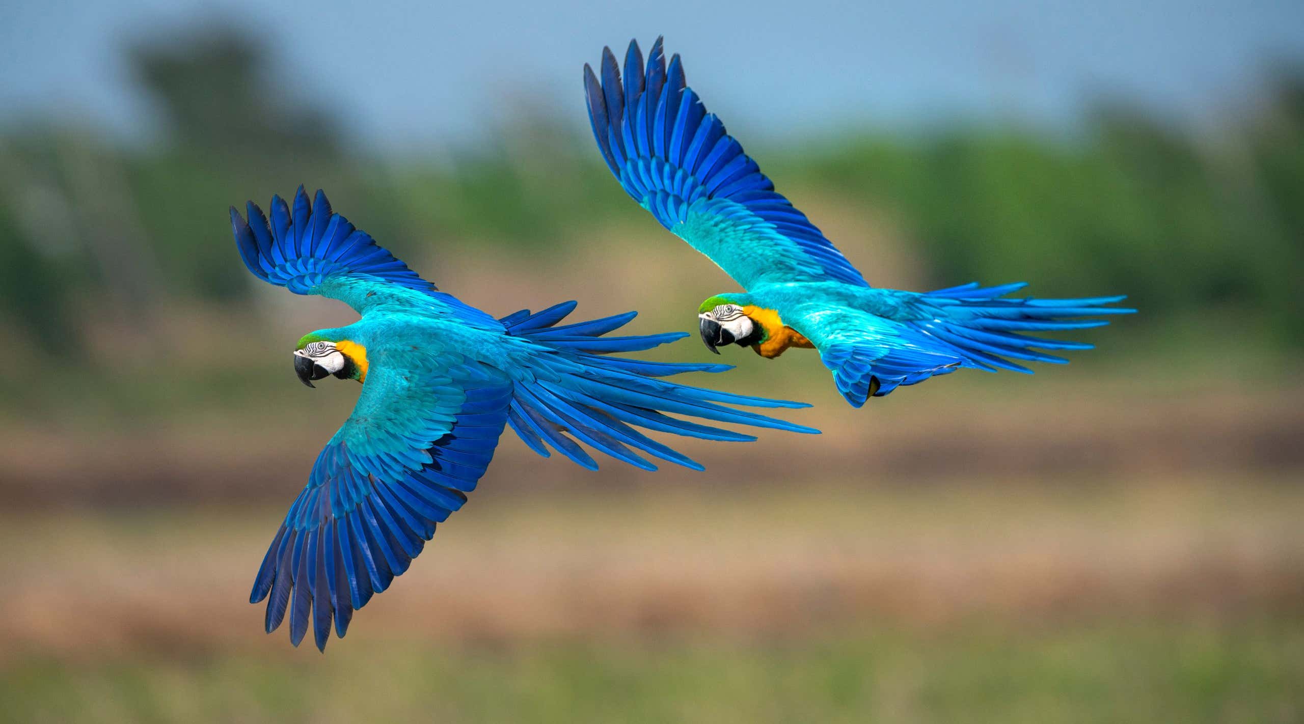 Closeup blue and gold macaw flying, Amazon, Brazil