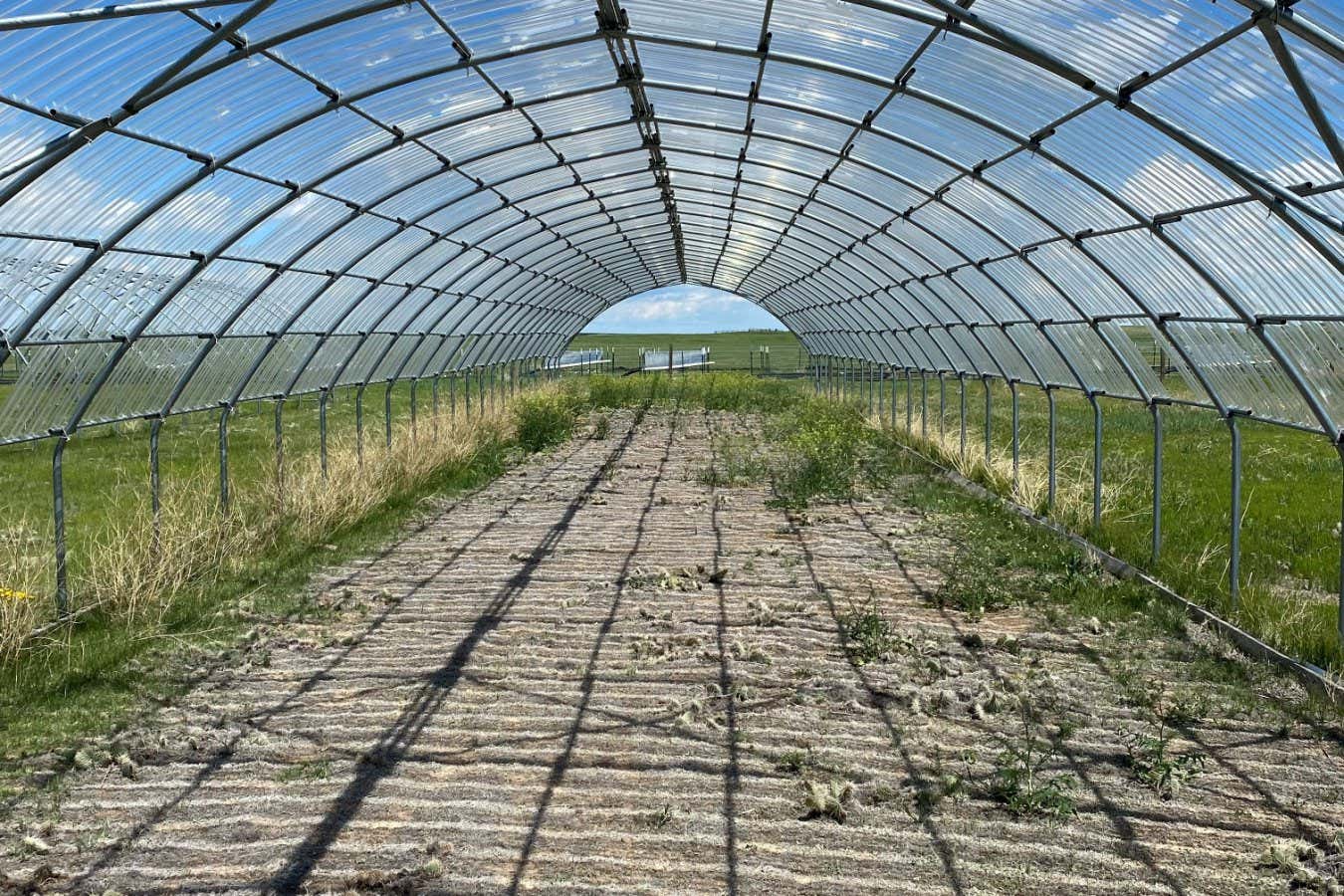 One of the shelters used to mimic extreme drought, this one at the Central Plains Experimental Range, Colorado