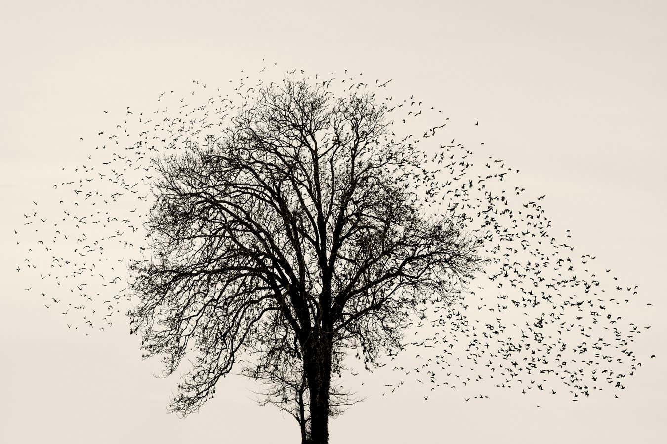 See these exquisite images of starling murmurations around Europe
