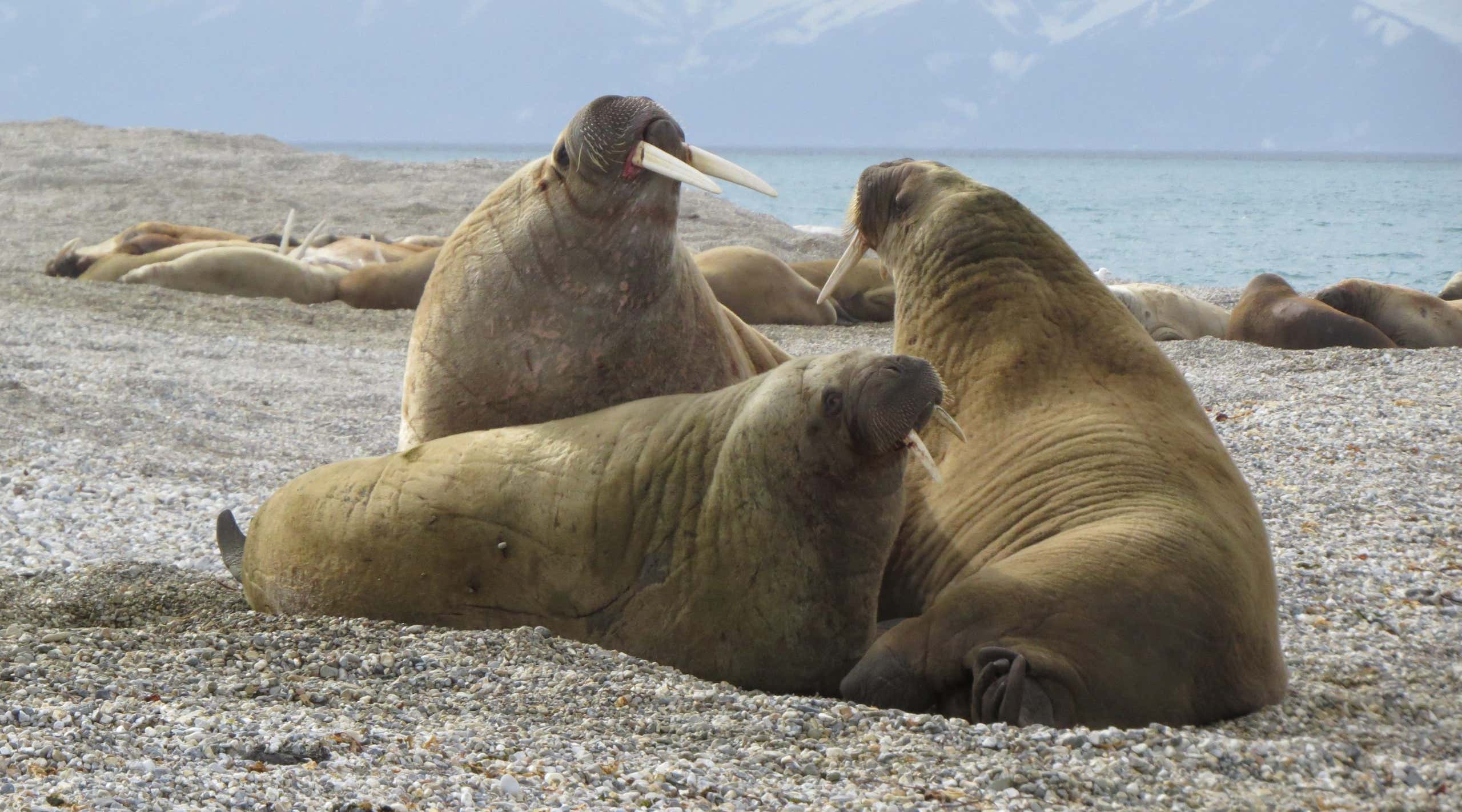 Close up Walrus in Arctic, Spitsbergen