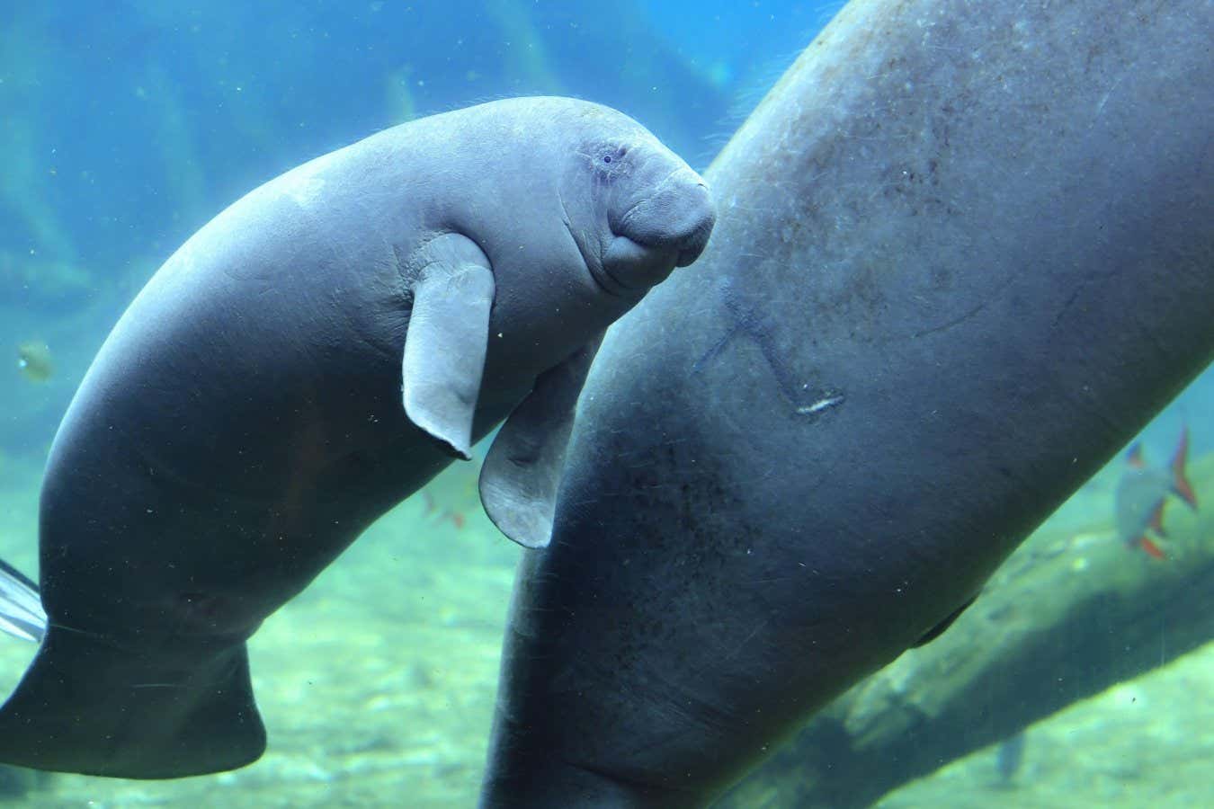 2ENH3G9 The latest born West African manatee, left, meets visitors for the first time at Chimelong Ocean Kingdom in Zhuhai city, south China's Guangdong province, 19 August 2019. The latest-born West African manatee at Chimelong Ocean Kingdom, who is the first born female manatee in China, meet visitors for the first time two months after her birth in Zhuhai city, south China's Guangdong province, 19 August 2019. During the meeting, the manatee chooses her name as Feifei, and interact with present visitors. (Photo by Chen Jimin - Imaginechina/Sipa USA)