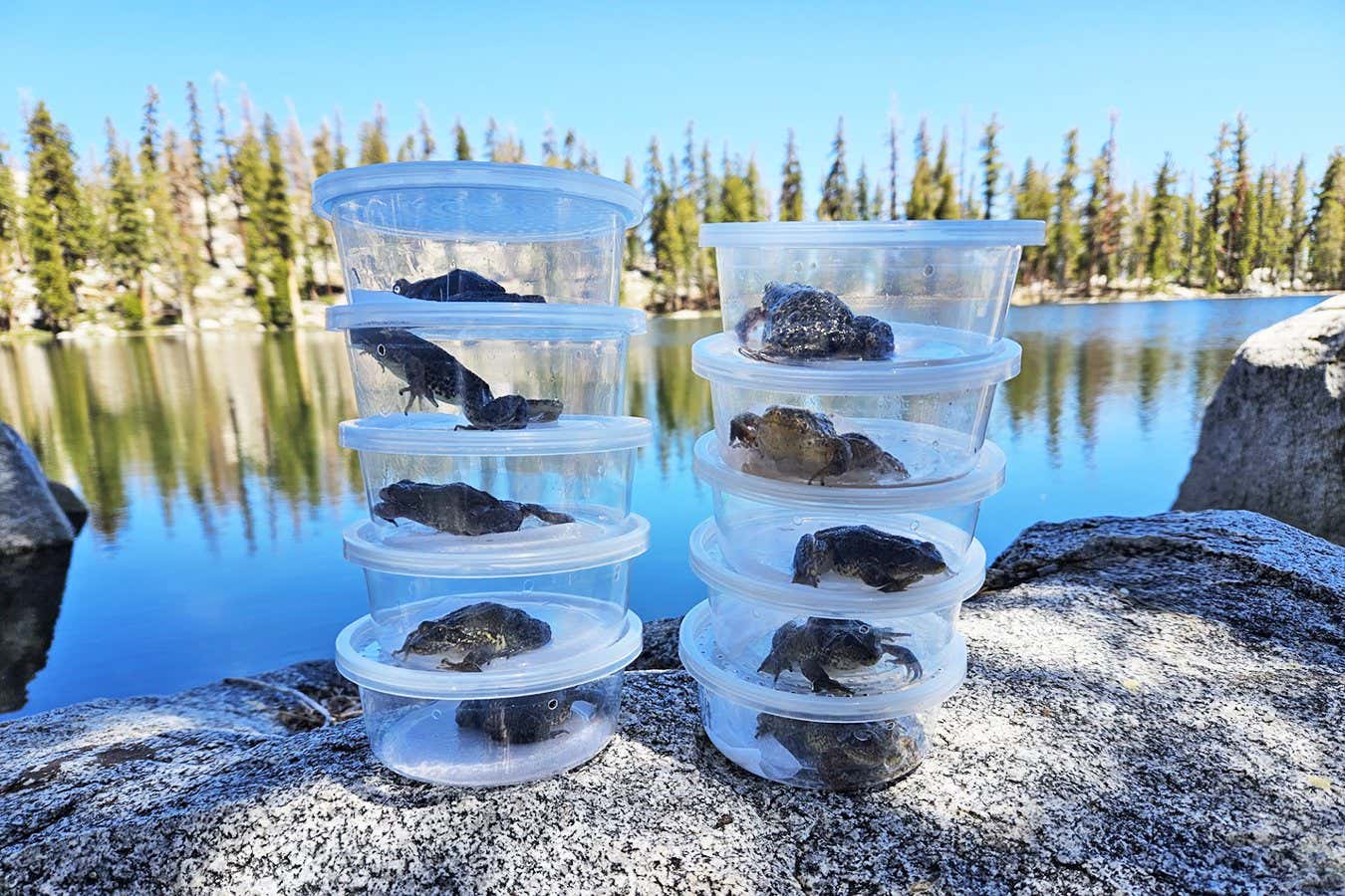 mountain-yellow frogs being translocated