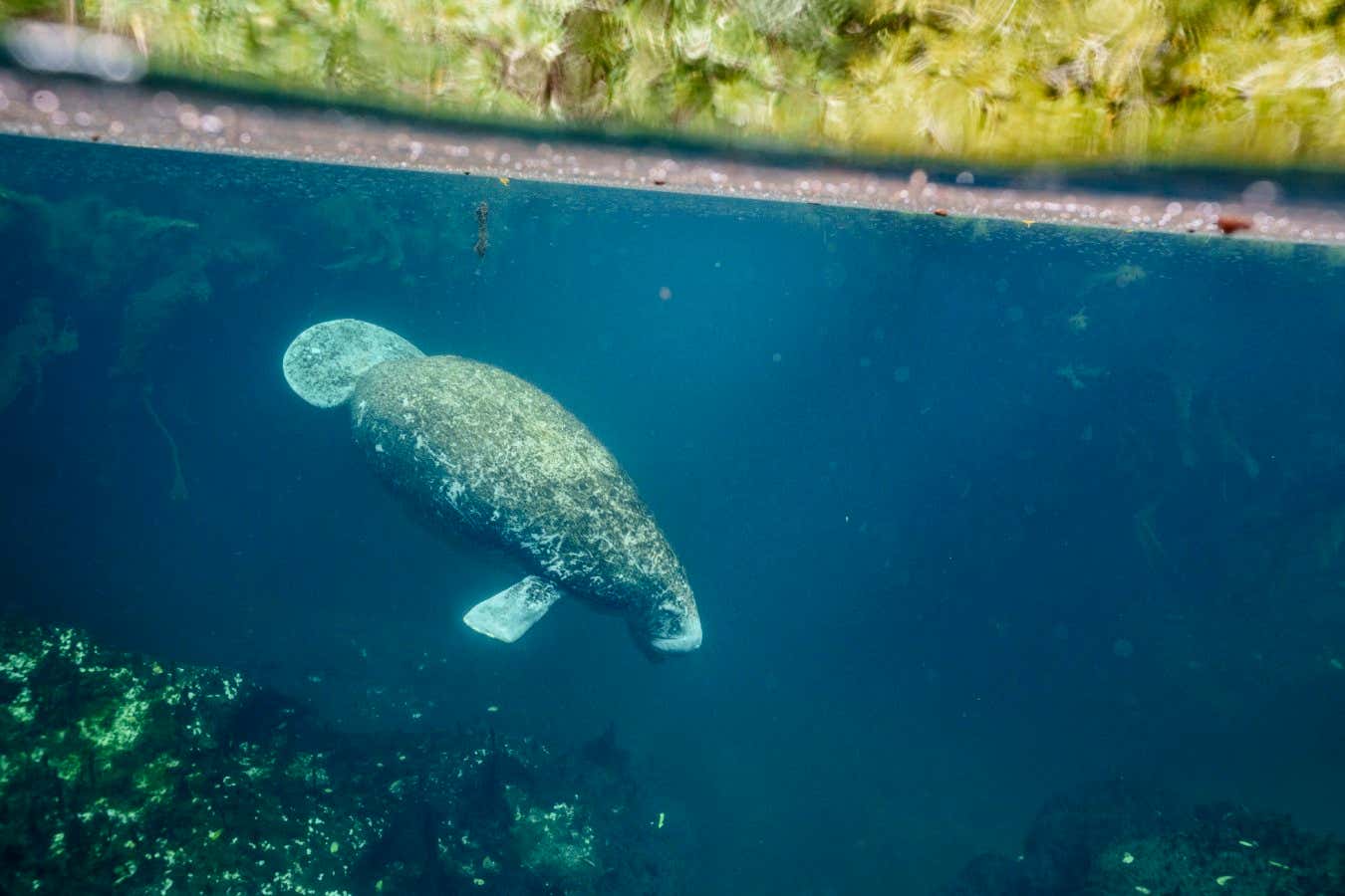 2021_ManateeHabitat