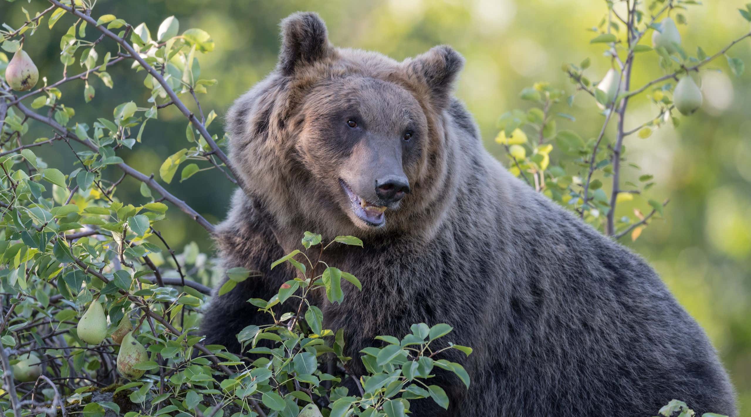National Park of Abruzzo, Lazio and Molise (Italy) - The autumn with foliage in the italian mountain natural reserve, with little towns, wild animals, Barrea Lake. Here: the marsican bear