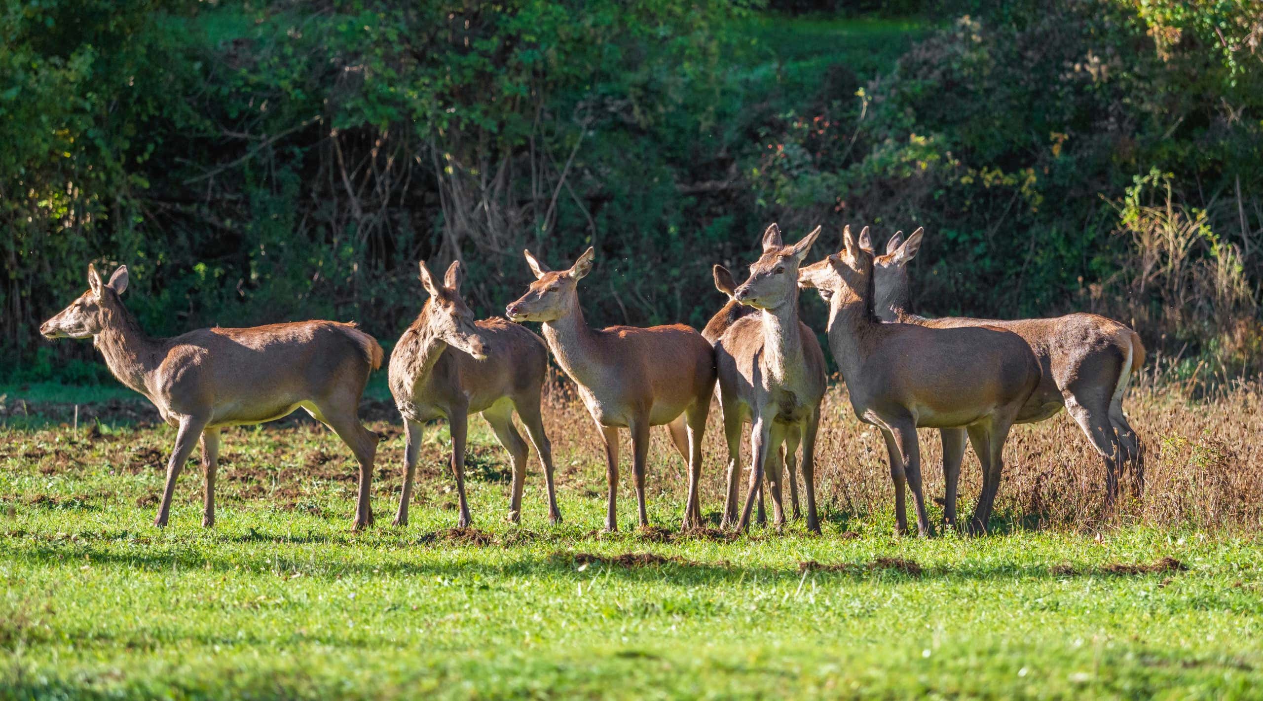 National Park of Abruzzo, Lazio and Molise (Italy) - The autumn with foliage in the italian mountain natural reserve, with little towns, wild animals like deer, Barrea Lake, Camosciara, Forca d'Acero