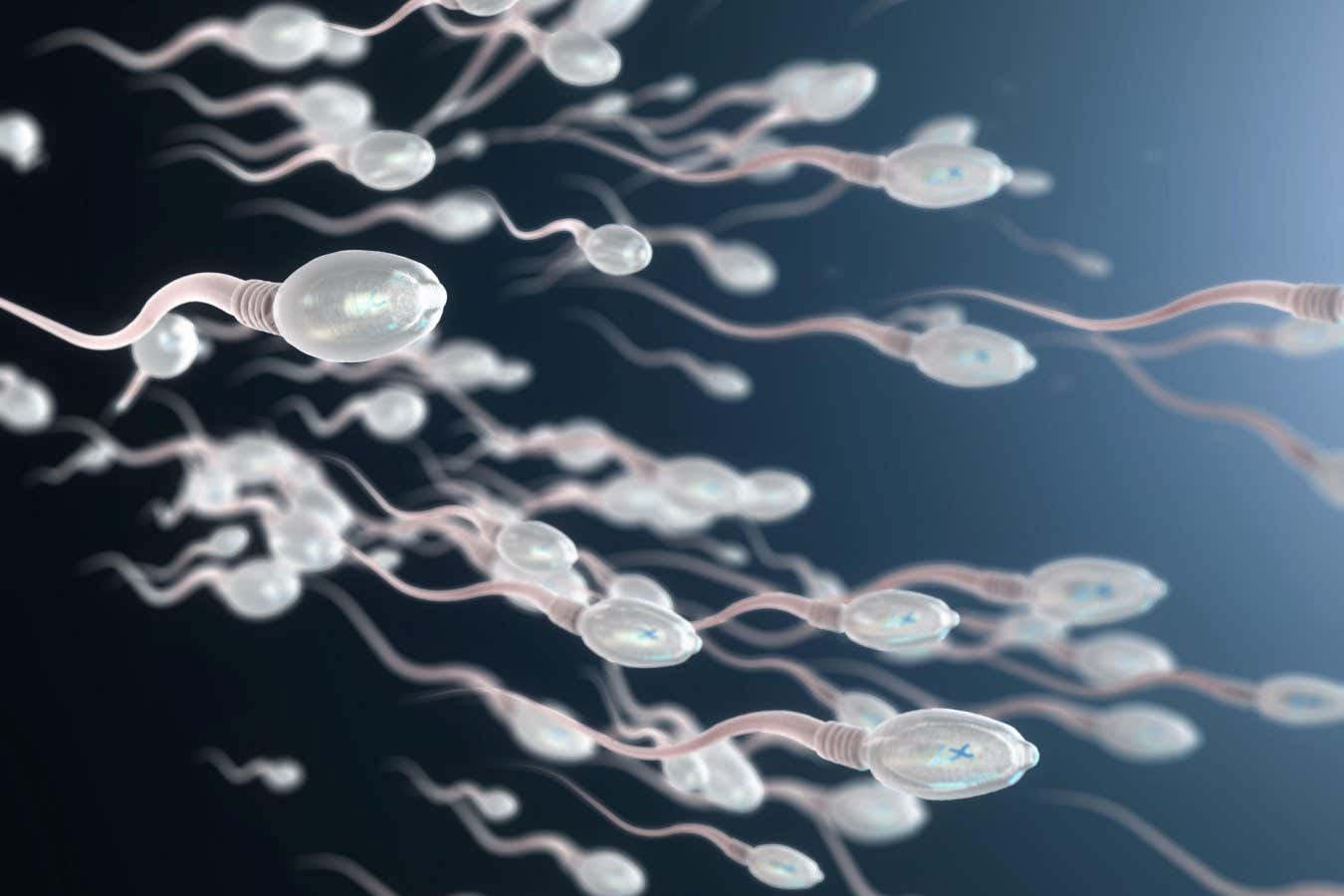 Illustration of sperm cells swimming. There is a worldwide decline in sperm counts, but we now have a better idea about how to fix the problem