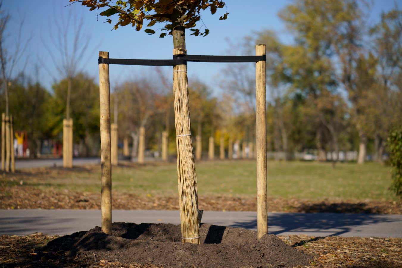 Planted new trees in a park in an urban environment.