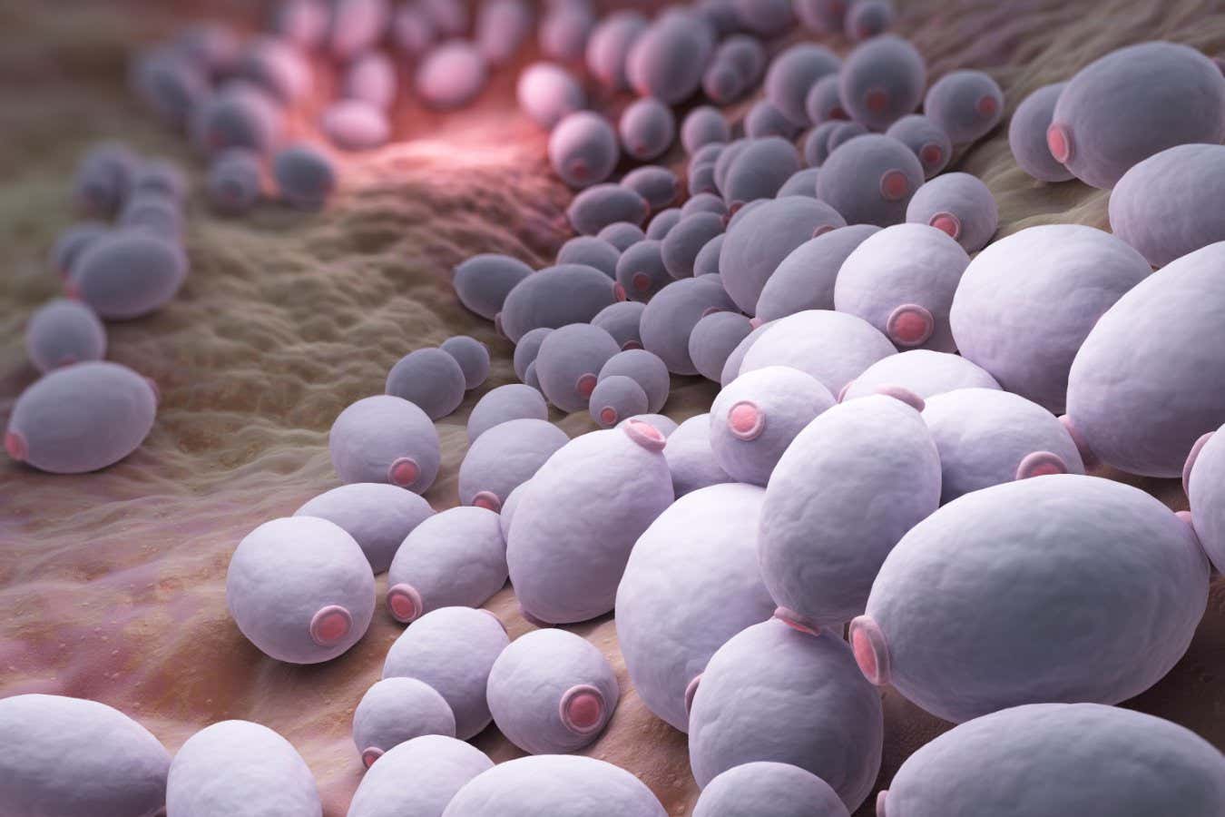 F0FBJ3 Candida albicans is a diploid fungus that grows both as yeast and filamentous cells and a causal agent of opportunistic oral and