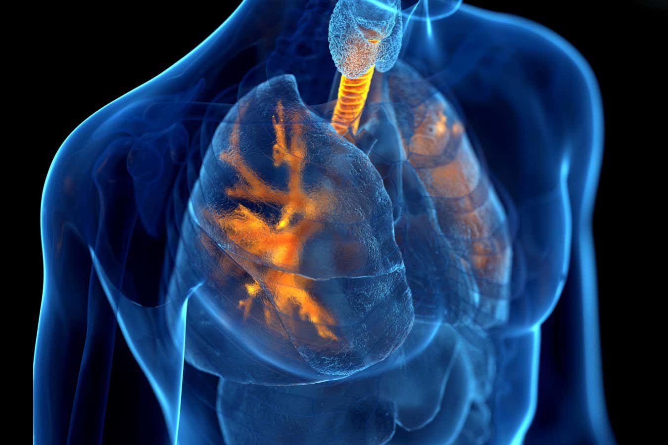 Human bronchi, illustration.