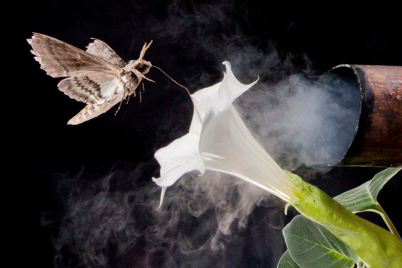 hawkmoth navigating to flower
