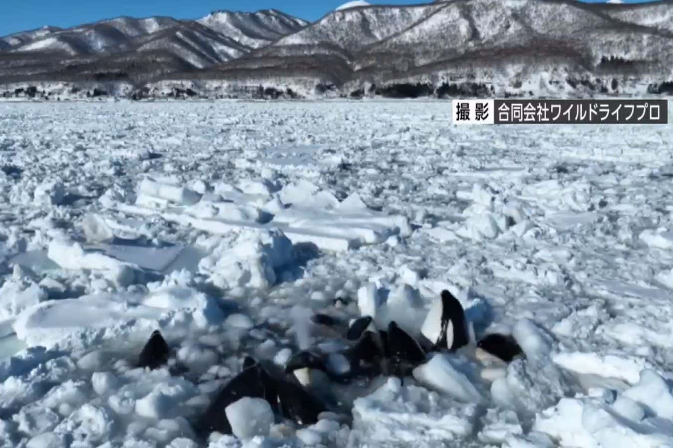 Orcas trapped in the ice