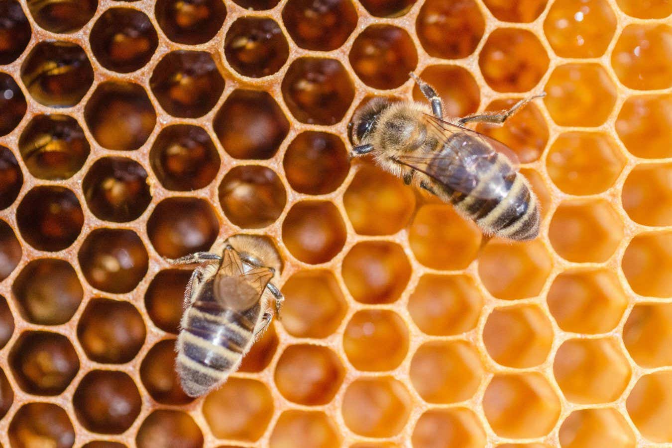 2BR41BD closeup of honey bees on honeycomb in apiary in the summertime