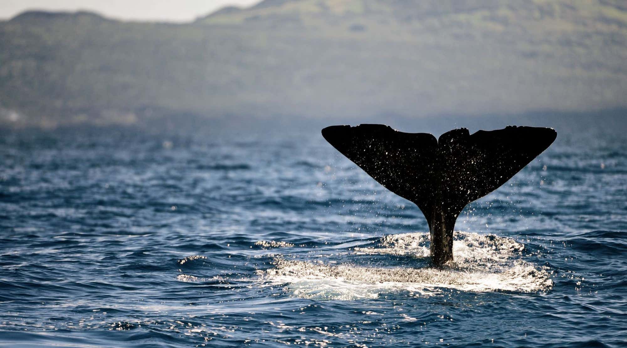 Sperm whale fluke, near Azores