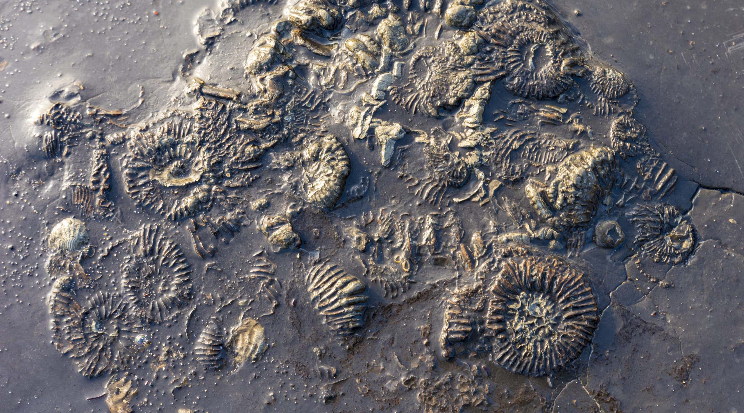 Jurassic Coastline fossil ammonites at Kimmeridge in Dorset