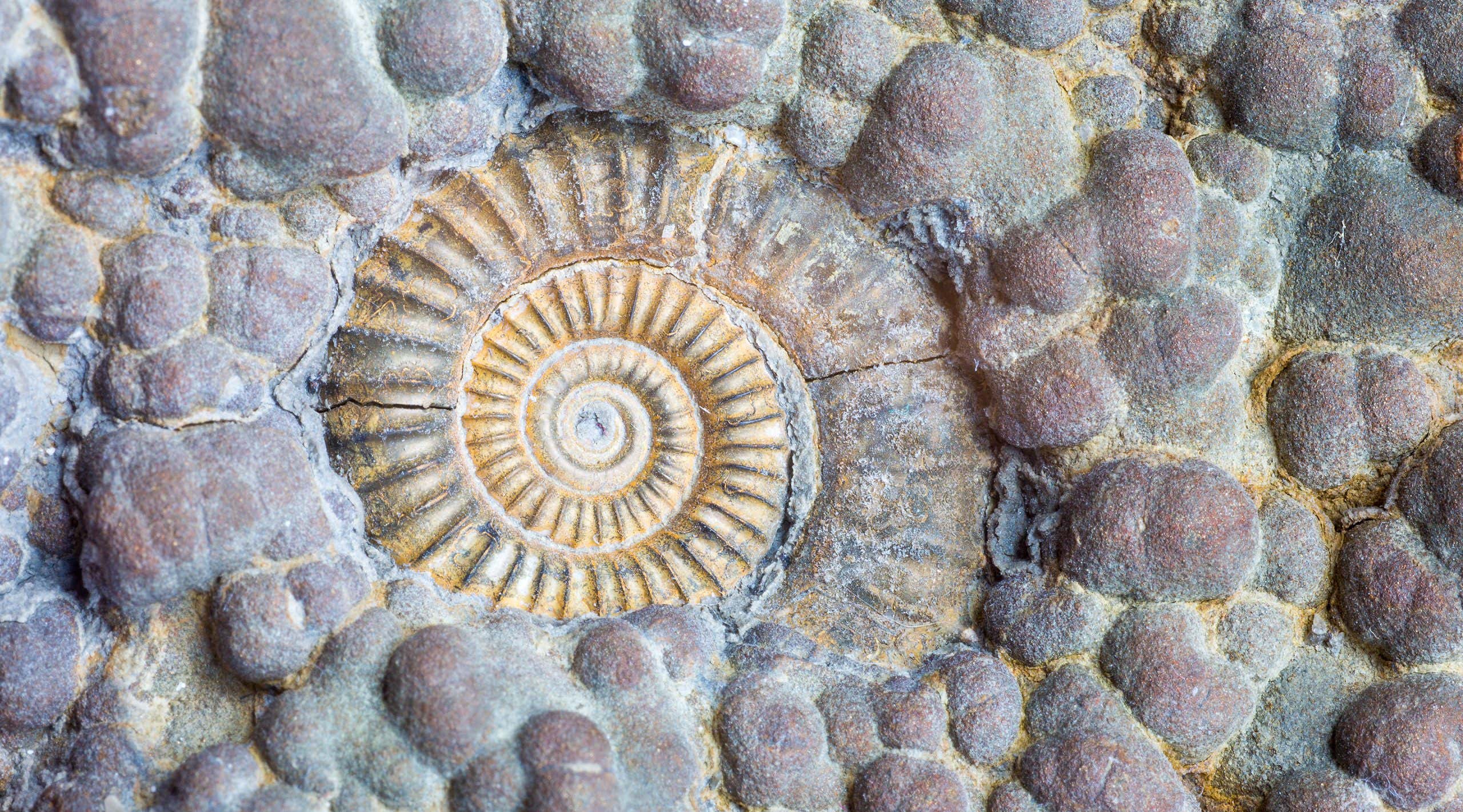 Image of ammonite fossil close up, found on Dorset's Jurassic Coast