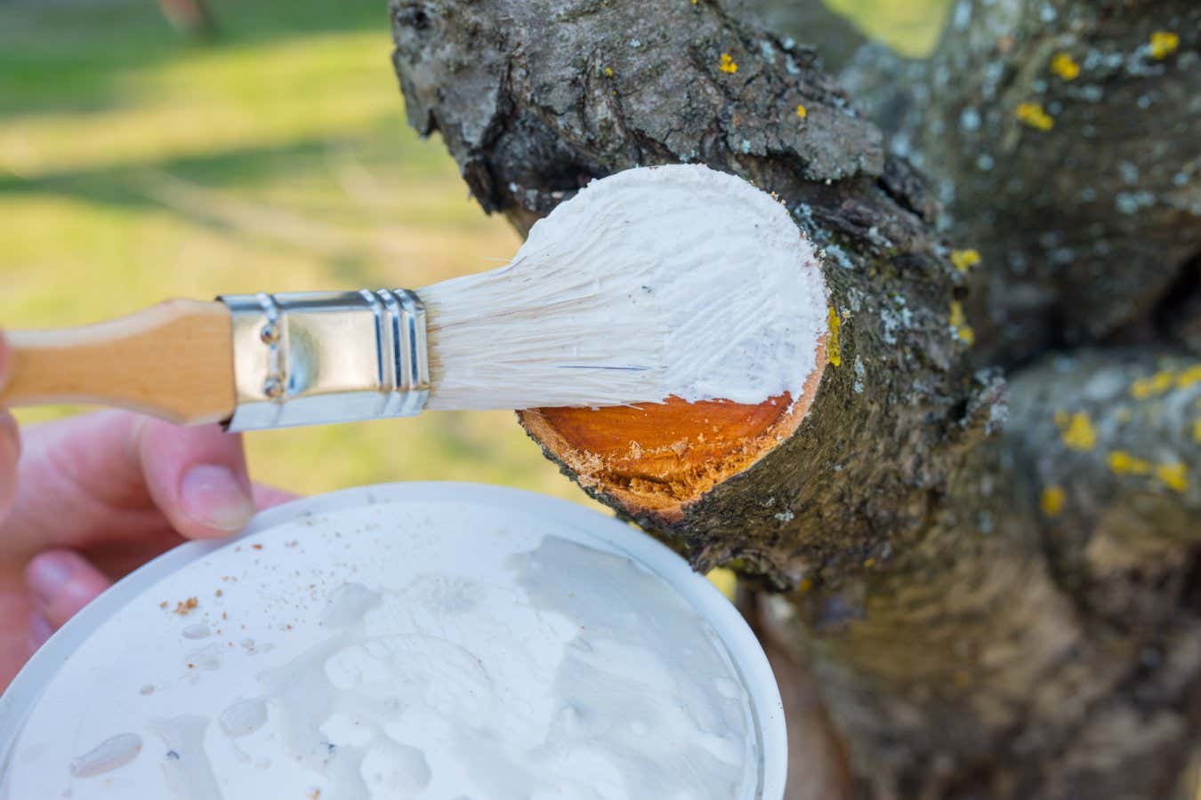 Protecting the pruned branch of the fruit tree - plum - with garden paste