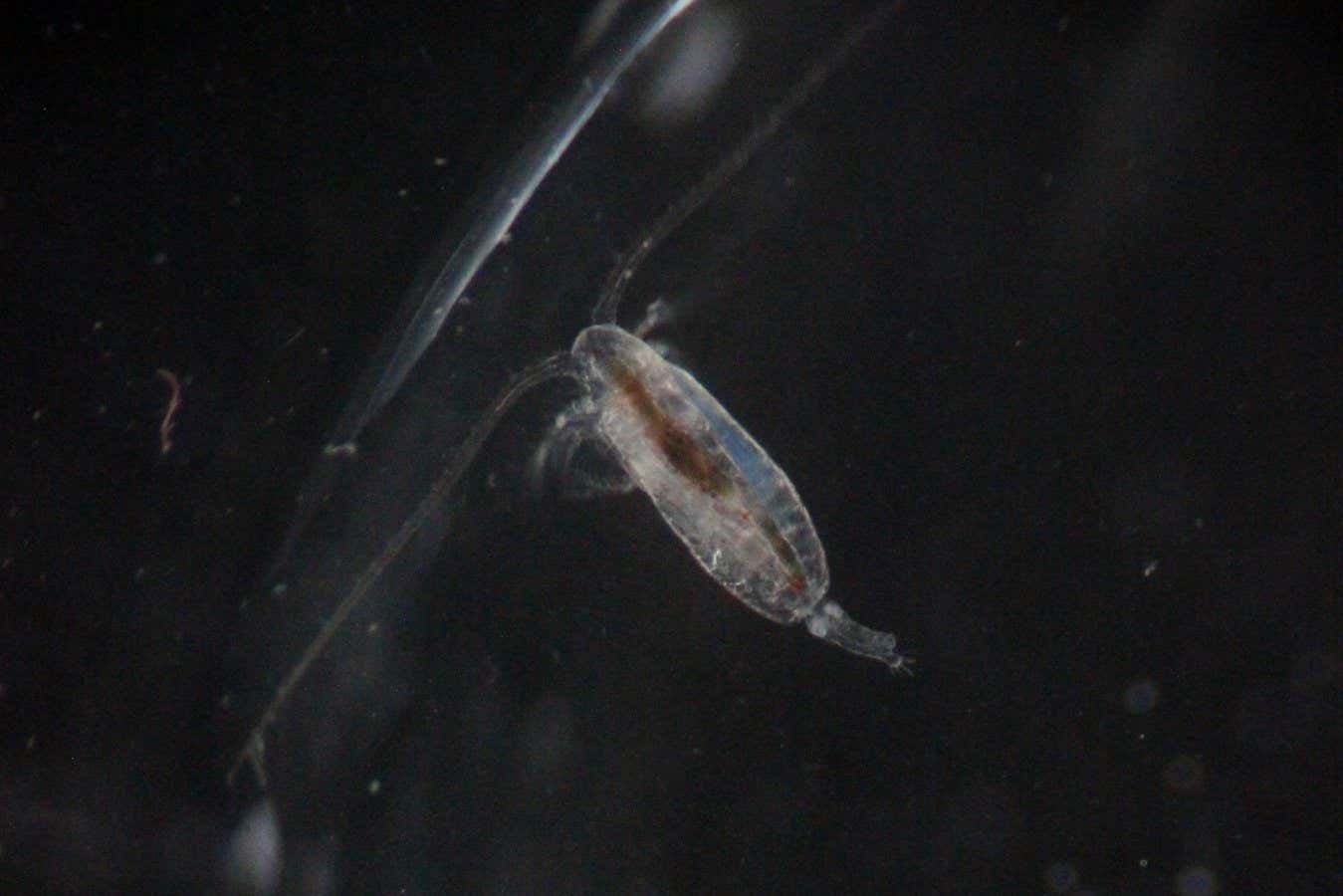 Adult female Calanus with food in the gut