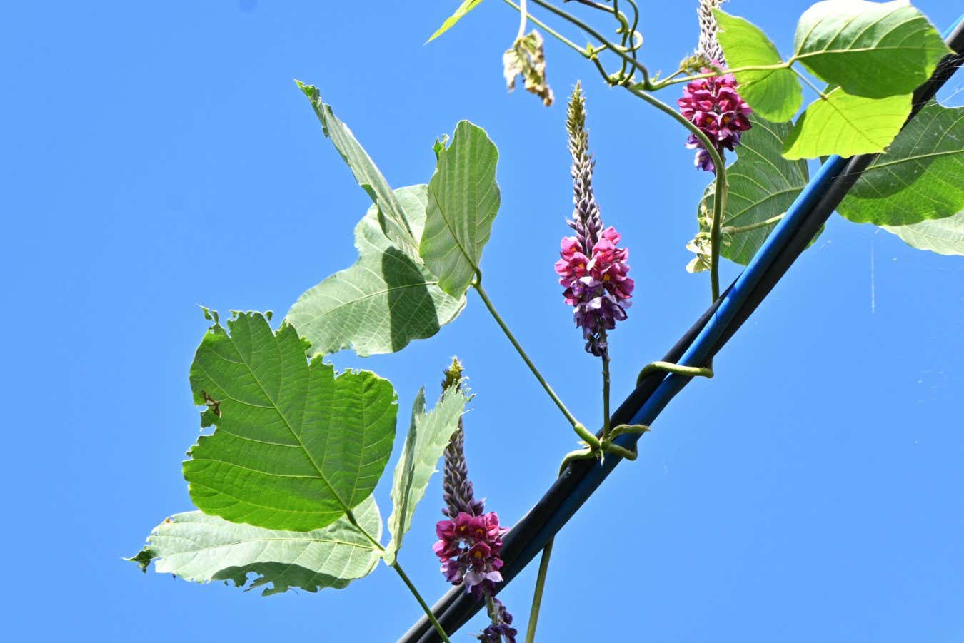 Kudzu ( Pueraria lobata ) flowers. Fabbaceae perennial vine. Dark blue-purple fragrant butterfly-shaped flowers bloom in racemes from July to September. The roots are edible and medicinal.; Shutterstock ID 2360739029; purchase_order: -; job: -; client: -; other: -