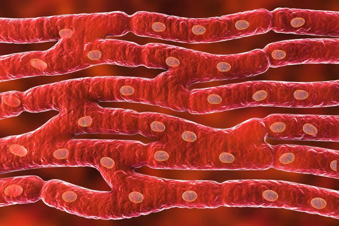 Heart muscle structure, computer illustration