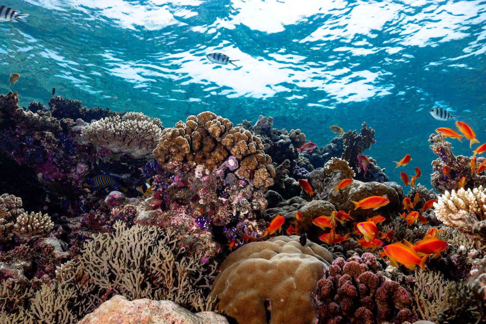 New Scientist. Science news and long reads from expert journalists, covering developments in science, technology, health and the environment on the website and the magazine.