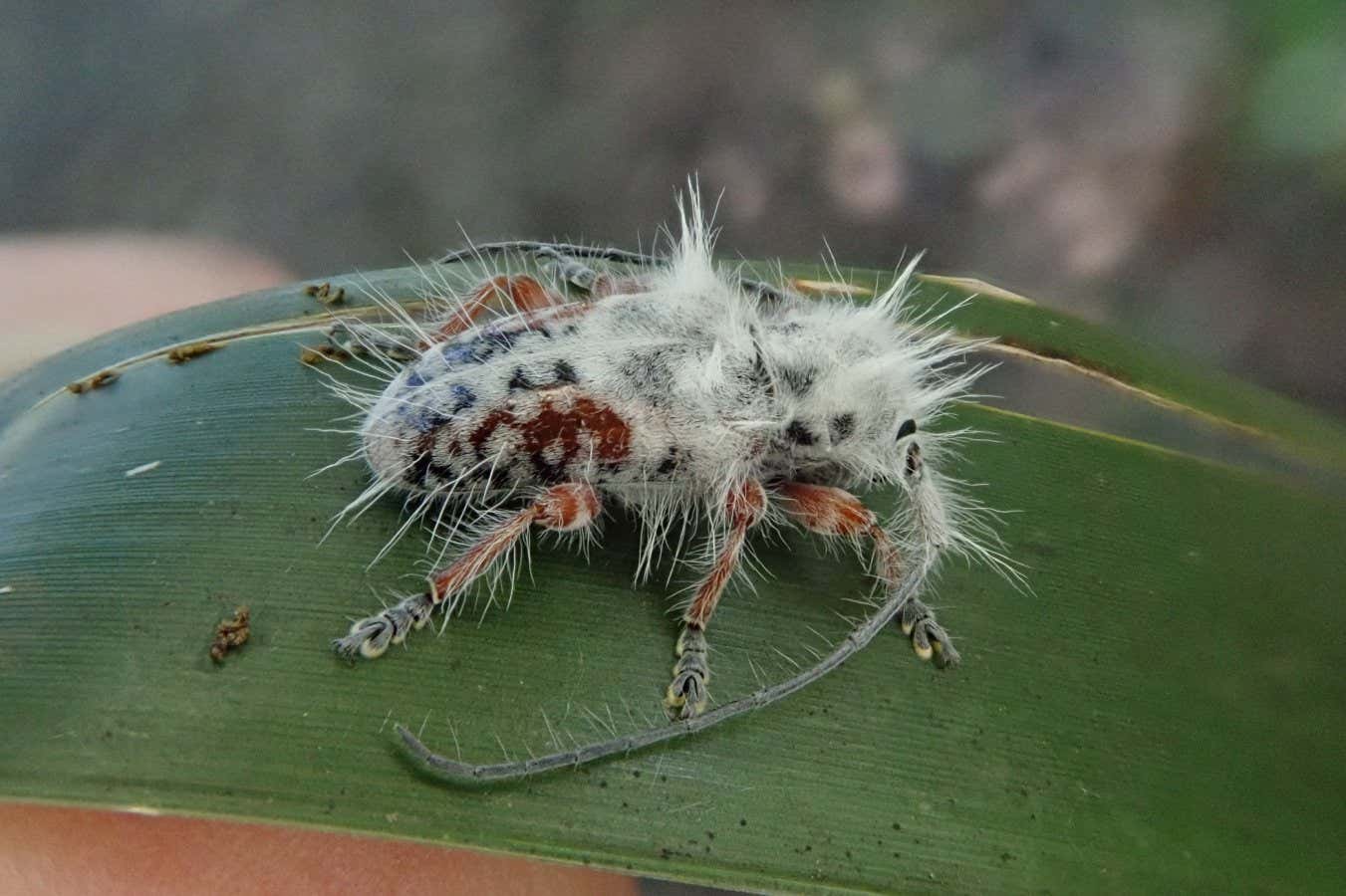 A new species of fluffy longhorn beetle found in Queensland, Australia