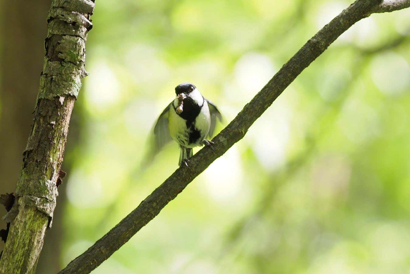 A female Japanese tit fluttering its wings