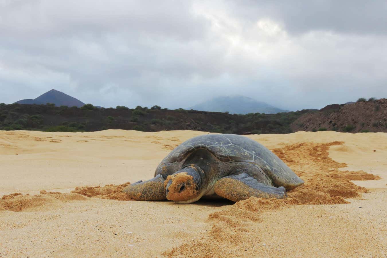 A green sea turtle on Ascension Island.