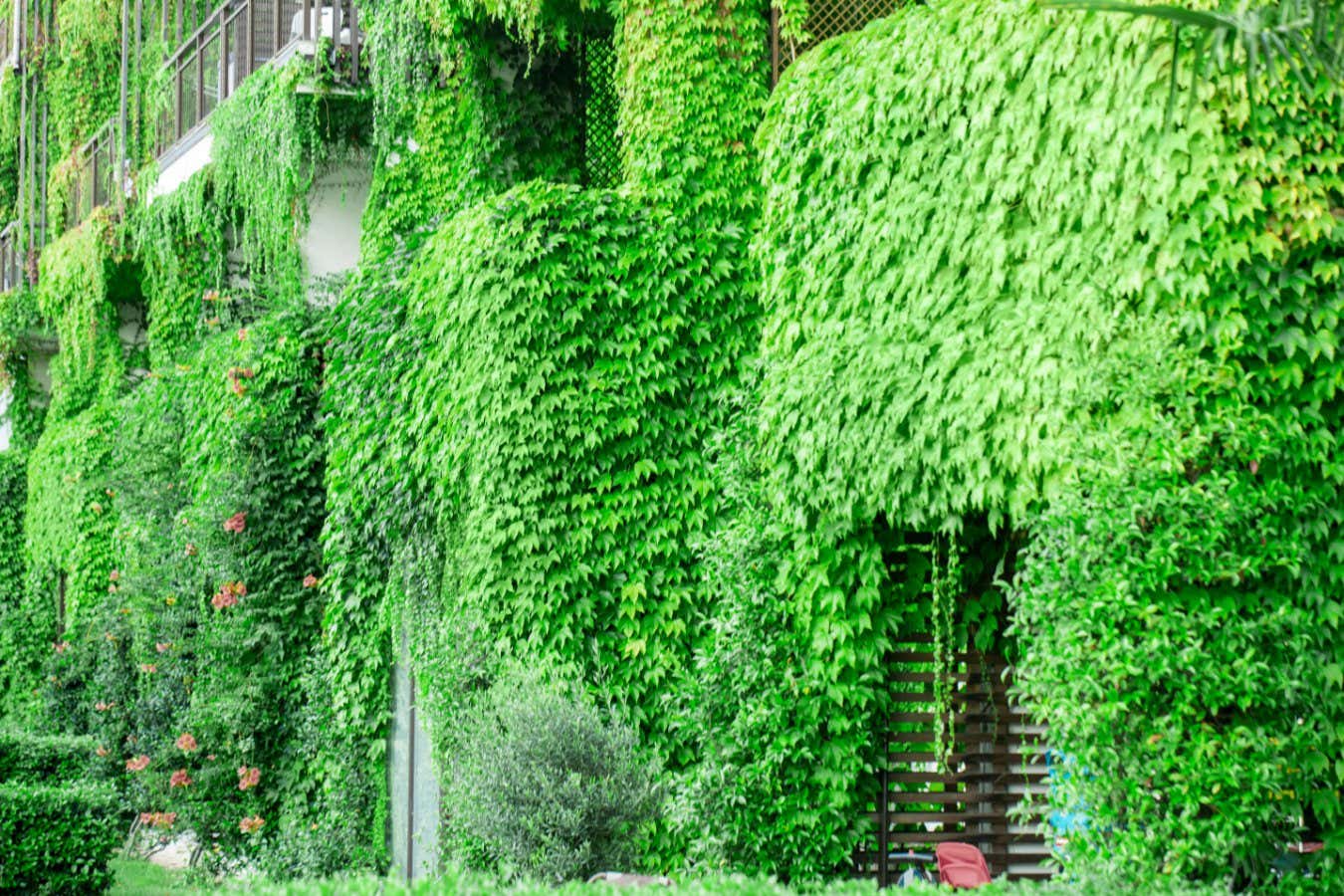 PP65DP Building with climber plants, ivy growing on the wall and grass on the floor. Ecology and green living in city, urban environment concept.