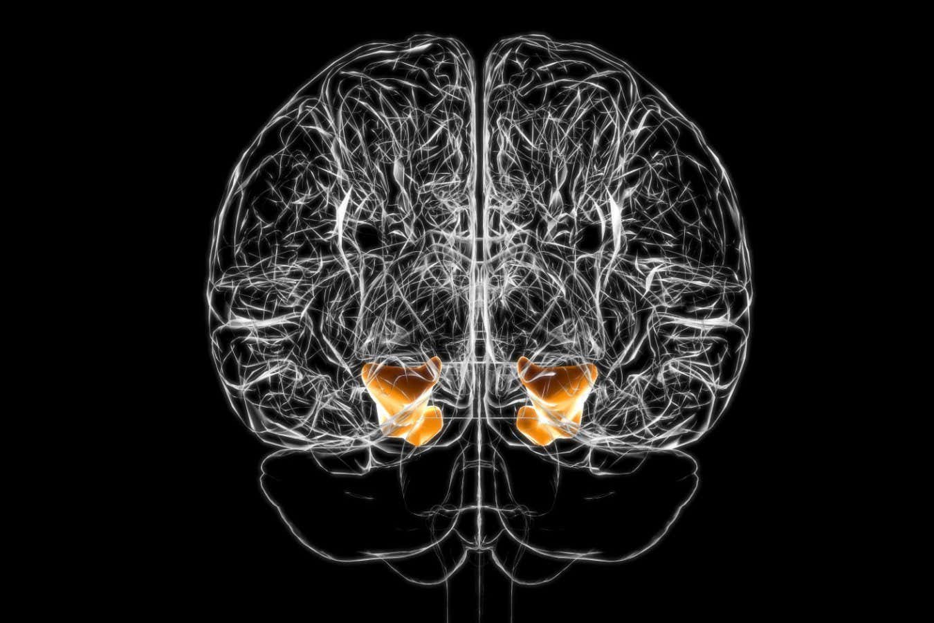 Brain parahippocampal gyrus