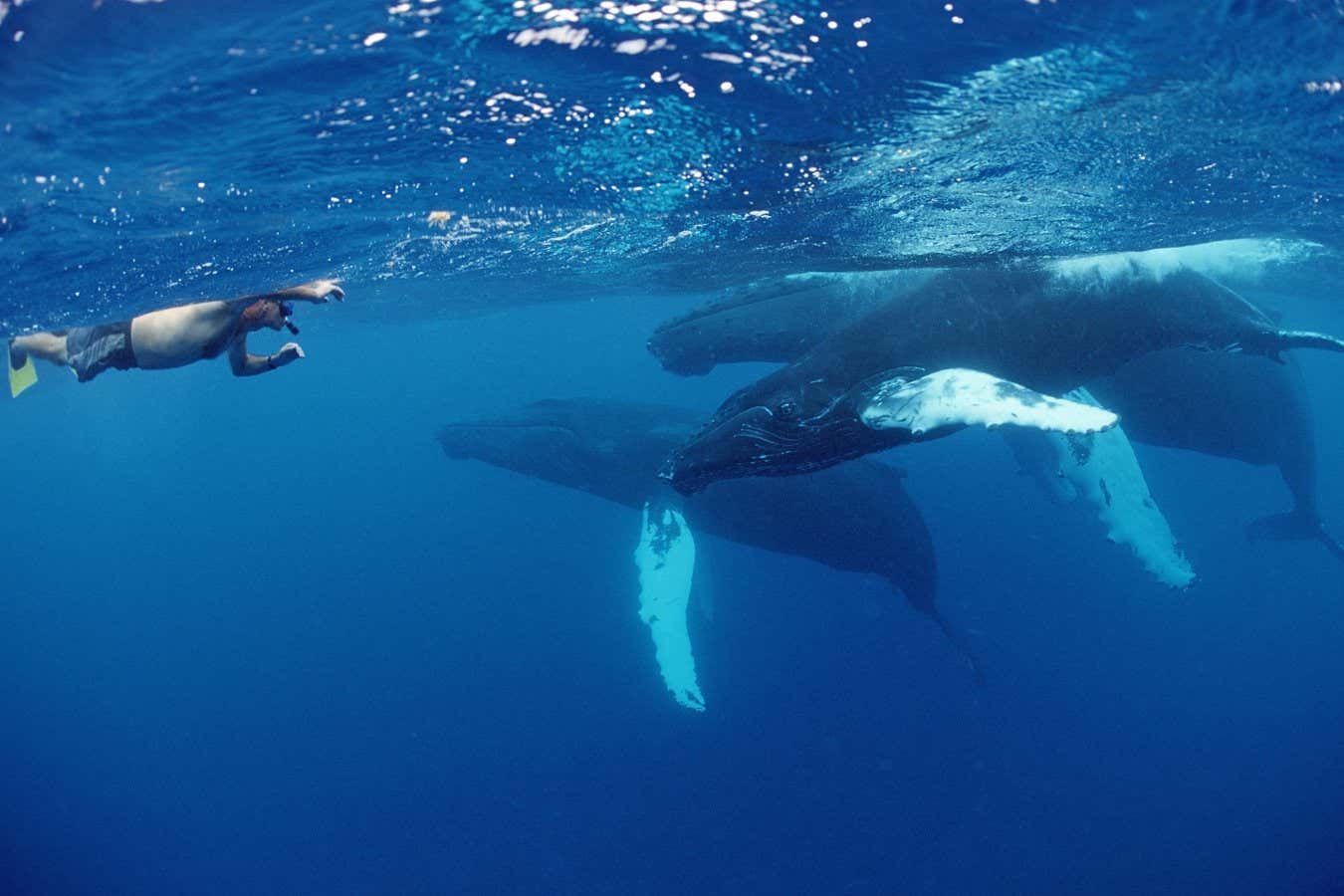 Mandatory Credit: Photo by R Dirscherl/imageBROKER/Shutterstock (14053960e) Snorkeler and Humpback Whales (Megaptera novaeangliae), Silverbanks, Dominican Republic Various 23aibebcaa