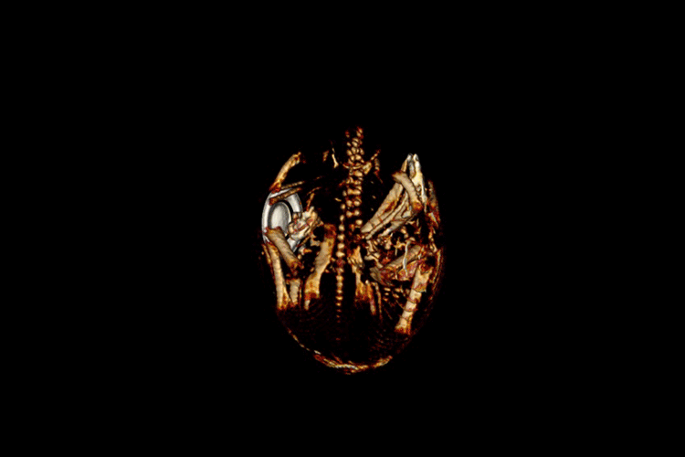 MRI image of the 250th California condor egg to hatch at the San Diego Zoo Safari.