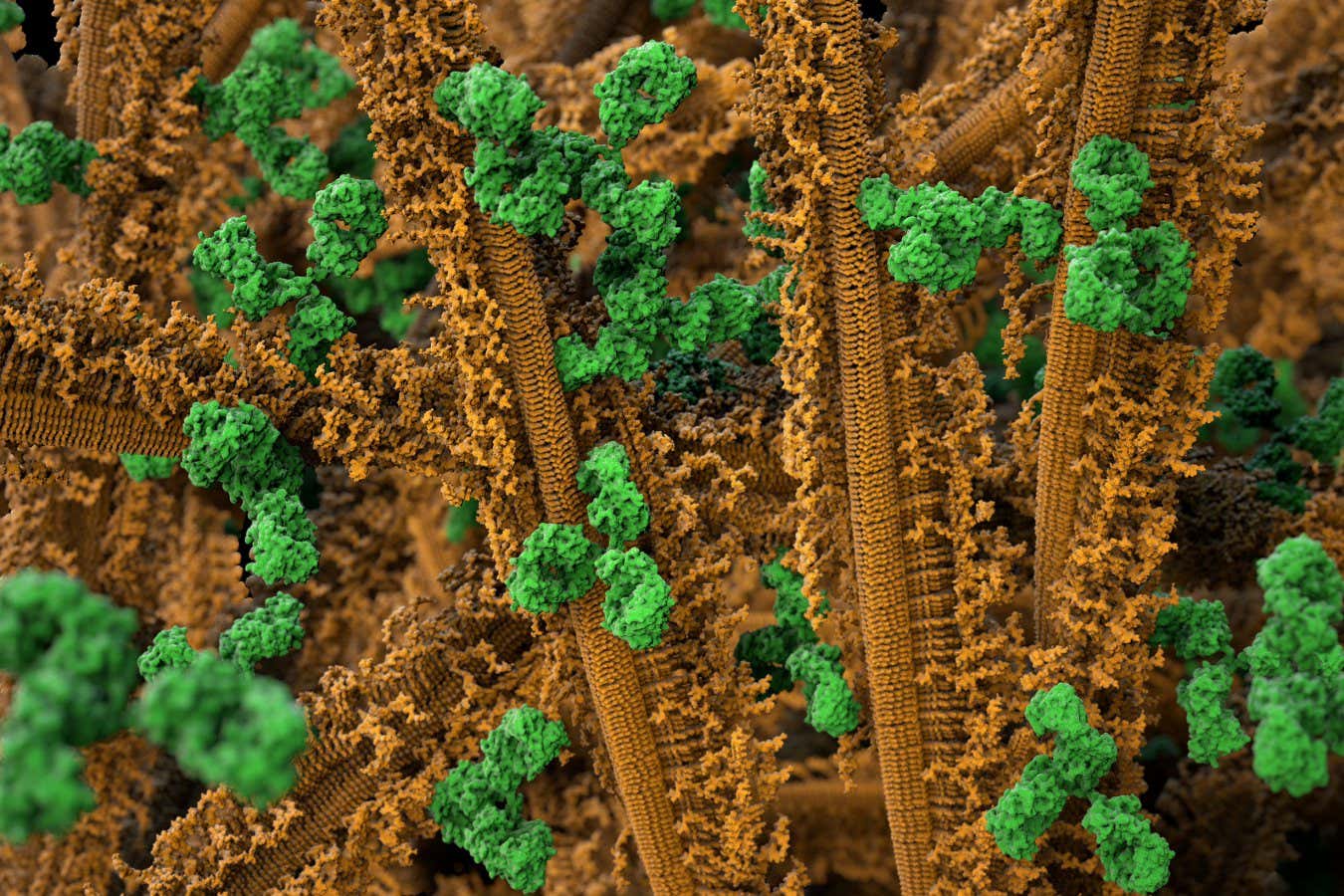 Aggregates of the protein alpha-synuclein (brown) and antibodies (green)