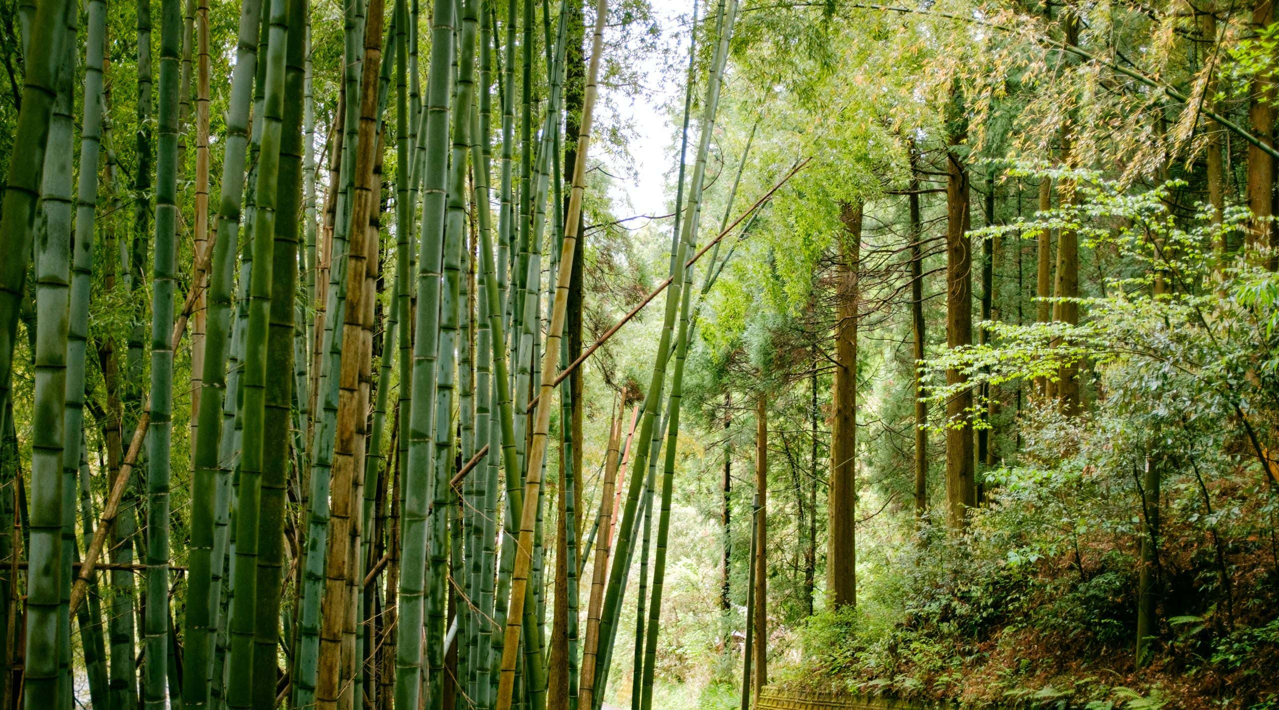 New Scientist. Science news and long reads from expert journalists, covering developments in science, technology, health and the environment on the website and the magazine.