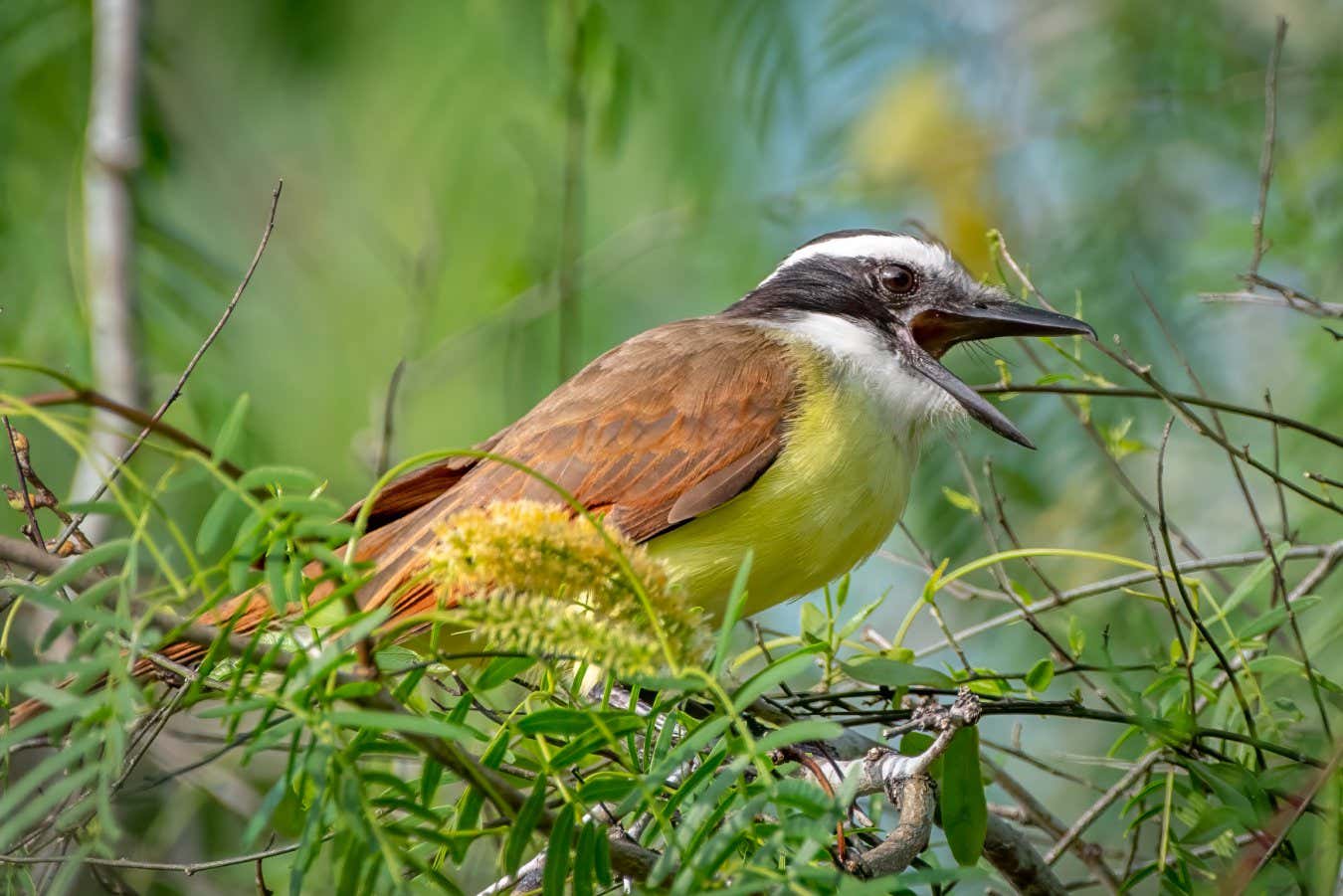 Great Kiskadee