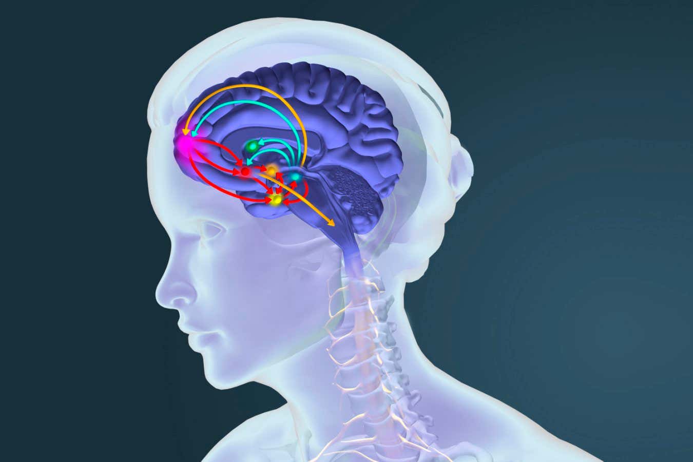 Illustration of the reward pathway in the human brain