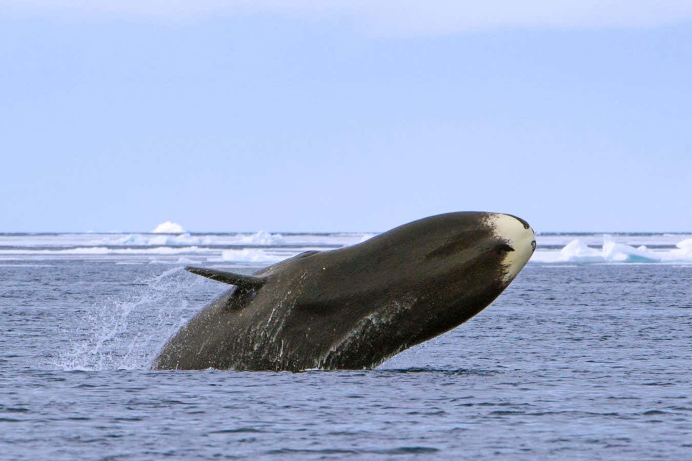 K2BPCD Bowhead whale (Balaena mysticetus) breaching, Canada, Arctic Ocean.