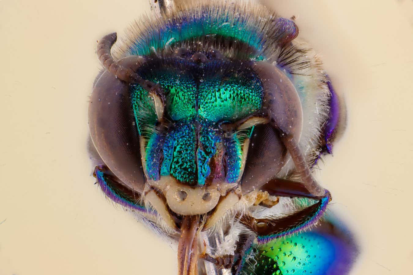 Title: Bees from World Museum's Entomology collection - Orchid bee Euglossa sp. (Male) North/South America Caption: Orchid bee Euglossa sp. (Male) North/South America - Bee specimen from World Museum's Entomology collection Credit: ? Pete Carr Photography