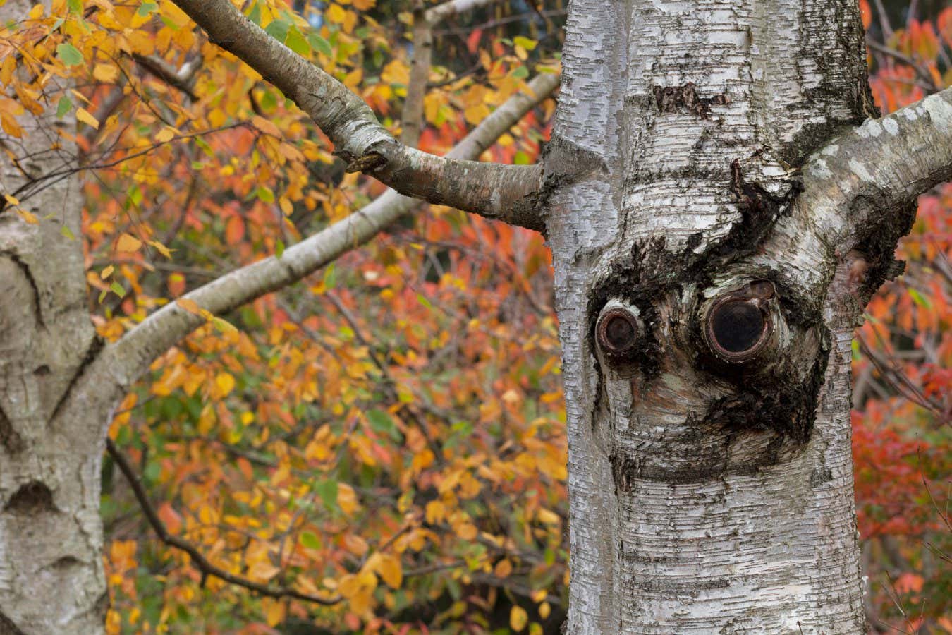 G2C3CA Tree trunk looks like smiling face in golden autumn garden