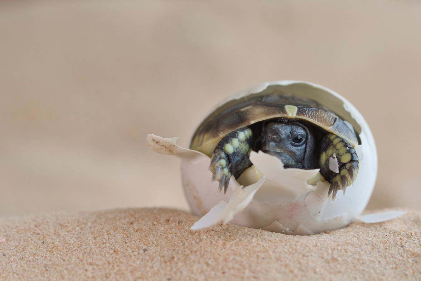 Eastern Hermann's tortoise (Testudo hermanni boettgeri) hatching from egg. Captive, occurs in South East Europe.