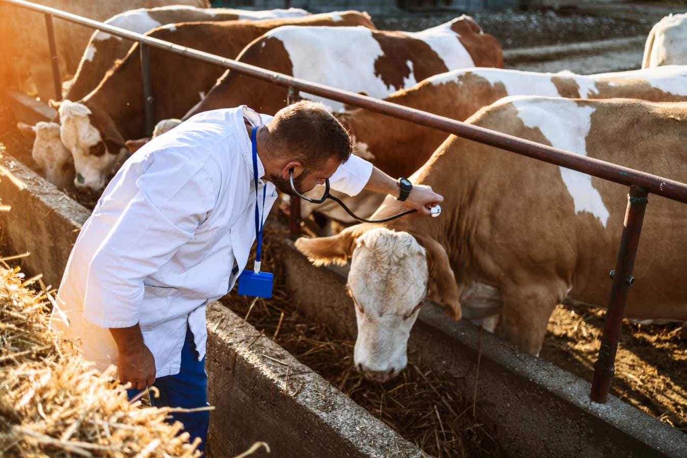 Young veterinarian working at cow farm