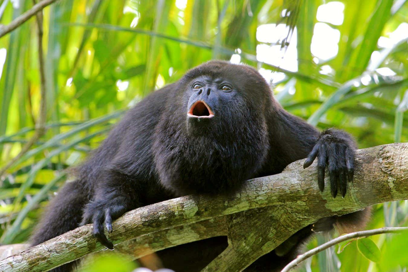 Black or Guatemalan Howler Monkey, alouatta pigra or caraya, sitting on a tree in Belize jungle and howling like crazy. They are also found in Mexico and Guatemala.; Shutterstock ID 650139160; purchase_order: -; job: -; client: -; other: -