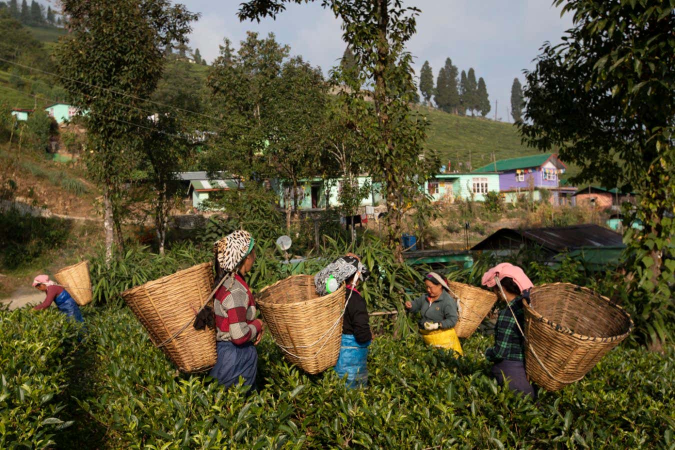 India - Sikkim - Tea pluckers working at Temi Tea Estate, an organic plantation owned by the government.