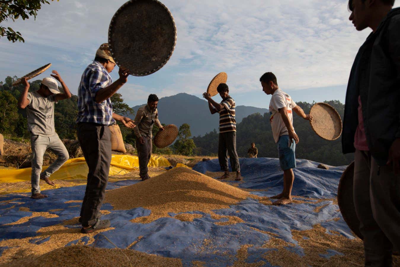 India - Sikkim - Farmers removing the hull from the rice in a paddy field located in the outskirts of Gangtok.