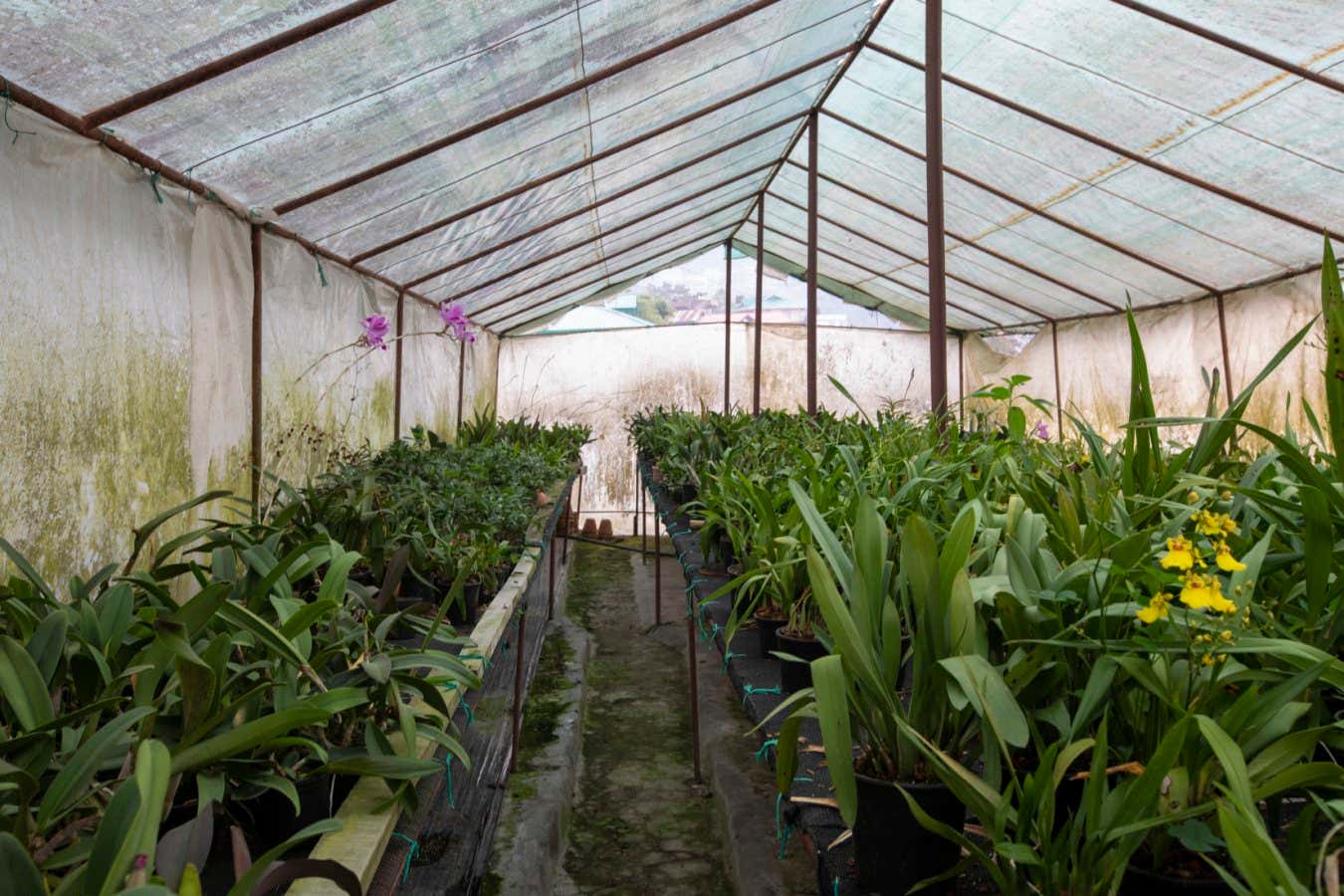 India - Sikkim - An orchid greenhouse seen at the Hidden Forest in Gangtok, a 3 acre retreat in the heart of the city hosting a wide variety of flowers and plants.