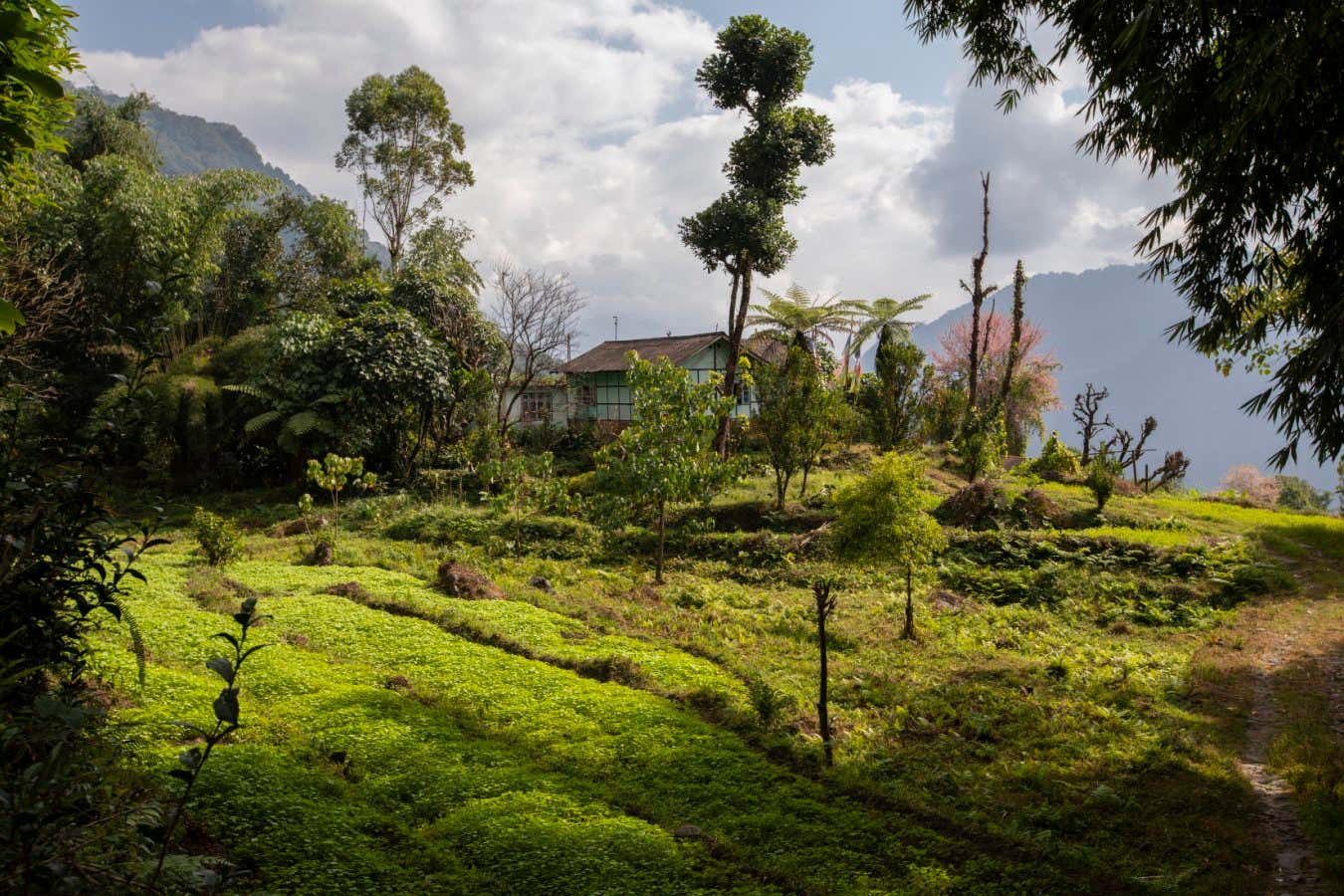 India - Sikkim - An organic field surrounds a traditional house in the village of Tingvong.