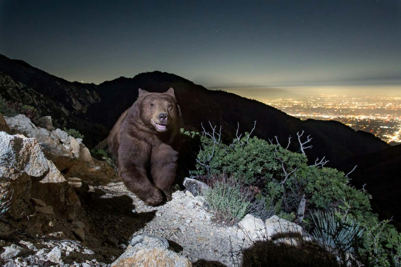 'Smiling' black bear caught on camera in Pasadena goes viral