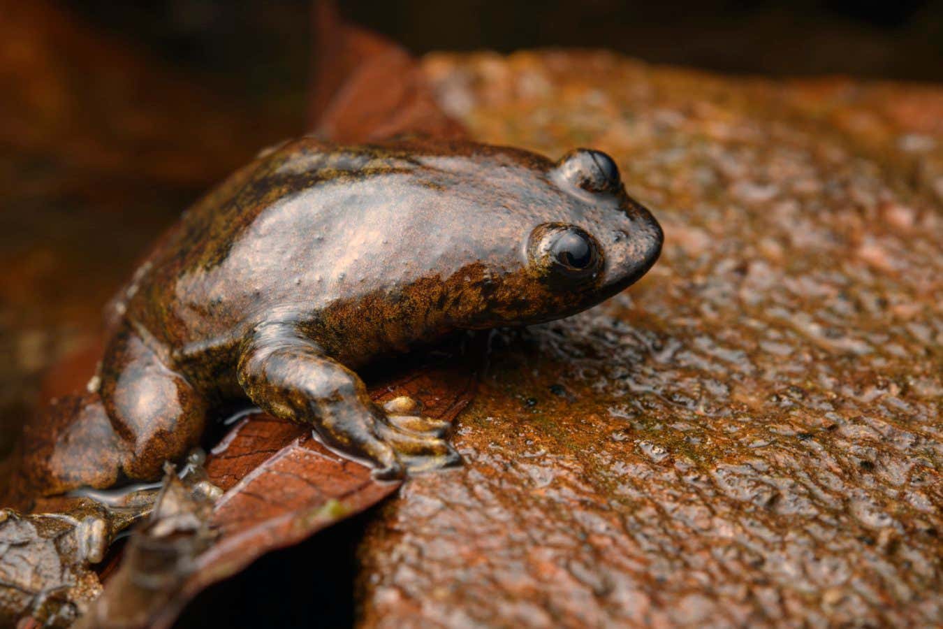 Bornean Flat-headed Frog (Barbourula kalimantanensis)